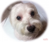 我が愛犬！くぅちゃんです！！