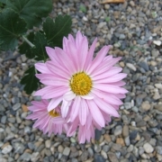 「夏」第6弾_エルネ「フォト川柳コンテスト」入選でAmazonギフト券が当たる！の投稿画像