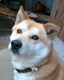 「リュウ」の画像（1枚目）