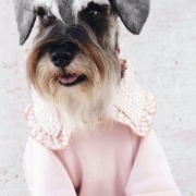 「モデル犬したでシュナ」あなたの傑作写真をスタンプにしてプレゼント。の投稿画像