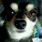 「ご飯まだ？」あなたの傑作写真をスタンプにしてプレゼント。の投稿画像