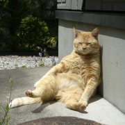 「うちのネコさん　まったり」思い出の写真でタイムトリップ！！『Qlix』フォトコンテストの投稿画像