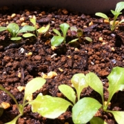 「クリンスイCSP601で安全にプチ菜園」【クリンスイ】～水のある風景～　写真テーマ「おいしい水」の投稿画像