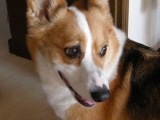 コーギーライフ