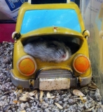 一休み(･&omega;･)