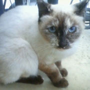 「ミャウミャウ★チビトラ☆黒ダミアン★」[ベルメゾン]かわいい☆ペットフォト大募集！の投稿画像