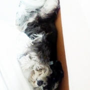 「ひんやりするよ」[ベルメゾン]かわいい☆ペットフォト大募集！の投稿画像