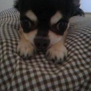 「ぶさかわちょこたん☆」[ベルメゾン]かわいい☆ペットフォト大募集！の投稿画像