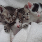 「生後28日目★」[ベルメゾン]かわいい☆ペットフォト大募集！の投稿画像