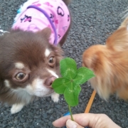 「幸せの香り！？」[ベルメゾン]かわいい☆ペットフォト大募集！の投稿画像