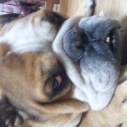 「寝てたんですけど…」[ベルメゾン]かわいい☆ペットフォト大募集！の投稿画像