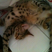 「我が家の姫★ミウちゃん」[ベルメゾン]かわいい☆ペットフォト大募集！の投稿画像