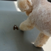 「ちょいちょい♪」[ベルメゾン]かわいい☆ペットフォト大募集！の投稿画像