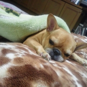 「飼い主よりいいベッドでおやすみなさい♪」[ベルメゾン]かわいい☆ペットフォト大募集！の投稿画像