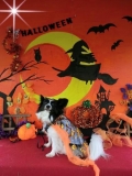 愛犬☆つかさ。　仮装パレードで、ハッピーハロウィン