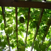 「南瓜のグリーンカーテン。」 第7弾_エルネ「エコ(eco)写真コンテスト」当選でAmazonギフト券！の投稿画像