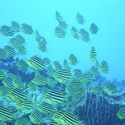 「ダイビング」【クリンスイ】～水のある風景～　写真テーマ「スポーツと水」の投稿画像