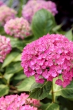 1.ピンクの紫陽花　2.ピンクの口紅　3.ピンクのバッグ