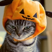 「ハロウィン！！」【ハロウィン】ワンちゃんネコちゃん★フォトコンテスト【プレゼントあります】の投稿画像