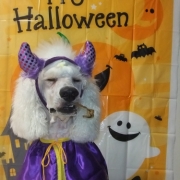 「悪魔？」【ハロウィン】ワンちゃんネコちゃん★フォトコンテスト【プレゼントあります】の投稿画像