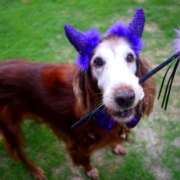 「アイリッシュセターのデビル★ケリー」【ハロウィン】ワンちゃんネコちゃん★フォトコンテスト【プレゼントあります】の投稿画像