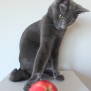 「我が家のアイドル♪」あなたの傑作写真をミニトートバックにプリントいたしますの投稿画像