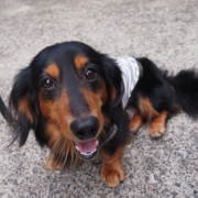 「いい笑顔だね」あなたの傑作写真をミニトートバックにプリントいたしますの投稿画像