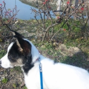 「公園デビュー」あなたの傑作写真をミニトートバックにプリントいたしますの投稿画像