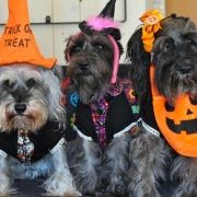 「おきらく３姉妹」【ハロウィン】ワンちゃんネコちゃん★フォトコンテスト【プレゼントあります】の投稿画像