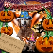 「HAPPY HALLOWEEN」【ハロウィン】ワンちゃんネコちゃん★フォトコンテスト【プレゼントあります】の投稿画像