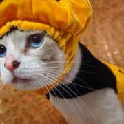 「はっぴーはろうぃん!」【ハロウィン】ワンちゃんネコちゃん★フォトコンテスト【プレゼントあります】の投稿画像