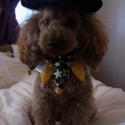 「魔王使いの次男」【ハロウィン】ワンちゃんネコちゃん★フォトコンテスト【プレゼントあります】の投稿画像