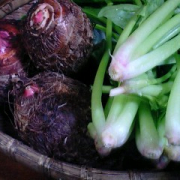 「家庭菜園のピンクの根元」ブログ無しOK！不思議な「パンツンパ」が当たります★ピンクの写真大募集！ワコールの投稿画像