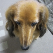 我が家のお姫様のお顔