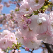 「ピンクのデスクトップ」ブログ無しOK！不思議な「パンツンパ」が当たります★ピンクの写真大募集！ワコールの投稿画像