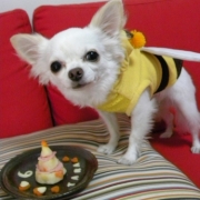 「HAPPY HALLOWEEN　BEE！」【ハロウィン】ワンちゃんネコちゃん★フォトコンテスト【プレゼントあります】の投稿画像