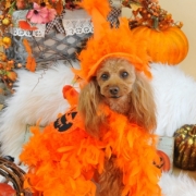 「ゴージャスなかぼちゃに変身」【ハロウィン】ワンちゃんネコちゃん★フォトコンテスト【プレゼントあります】の投稿画像