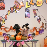 「Happy Halloween!」【ハロウィン】ワンちゃんネコちゃん★フォトコンテスト【プレゼントあります】の投稿画像