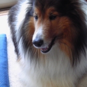 「あすか」【ハロウィン】ワンちゃんネコちゃん★フォトコンテスト【プレゼントあります】の投稿画像