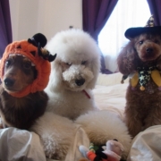 「僕だって仮装した～い」【ハロウィン】ワンちゃんネコちゃん★フォトコンテスト【プレゼントあります】の投稿画像