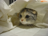 リクナビ派遣のねこ