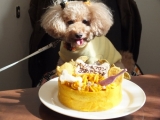 「おあずけケーキ」の画像（1枚目）