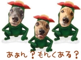 「我が家のリトルハナガシラ３兄弟」の画像（1枚目）