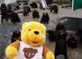 「Ｂｅａｒ」の画像（1枚目）