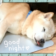 「柴犬おじいちゃん♪」あなたの傑作写真をトートバックにプリントいたしますの投稿画像