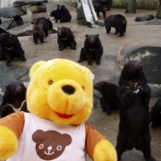 「Ｂｅａｒ」あなたの傑作写真をトートバックにプリントいたしますの投稿画像