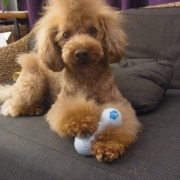 「おもちゃはだれにも渡さない」あなたの傑作写真をトートバックにプリントいたしますの投稿画像