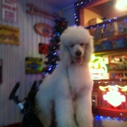 「クリスマス」あなたの傑作写真をトートバックにプリントいたしますの投稿画像