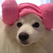 「羊にへんし~ん♪」あなたの傑作写真をトートバックにプリントいたしますの投稿画像