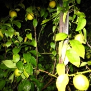 「もうすぐ…」Ｃ１０００と楽しもう！「Ｃ」を感じさせる写真大募集！の投稿画像